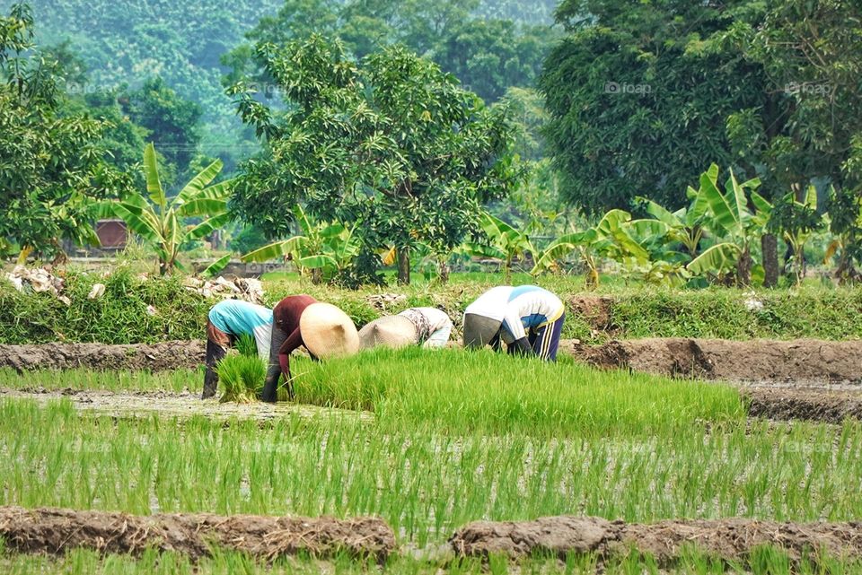 farmers plant rice in Paddy