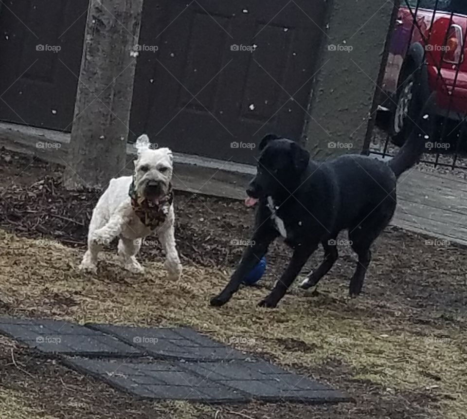 two dogs playing outside