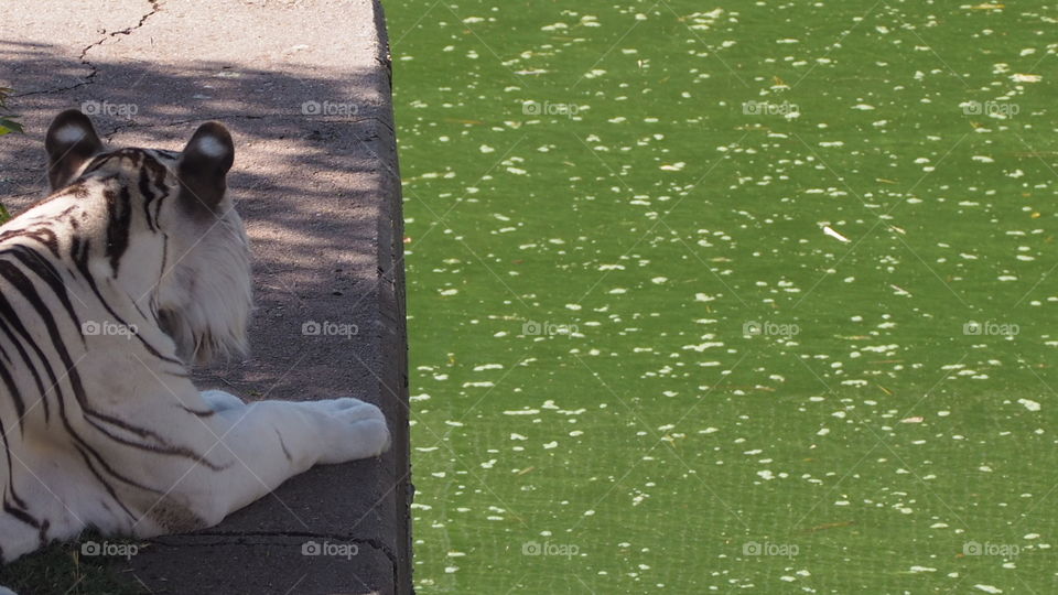 Té ignoro
I ignore you