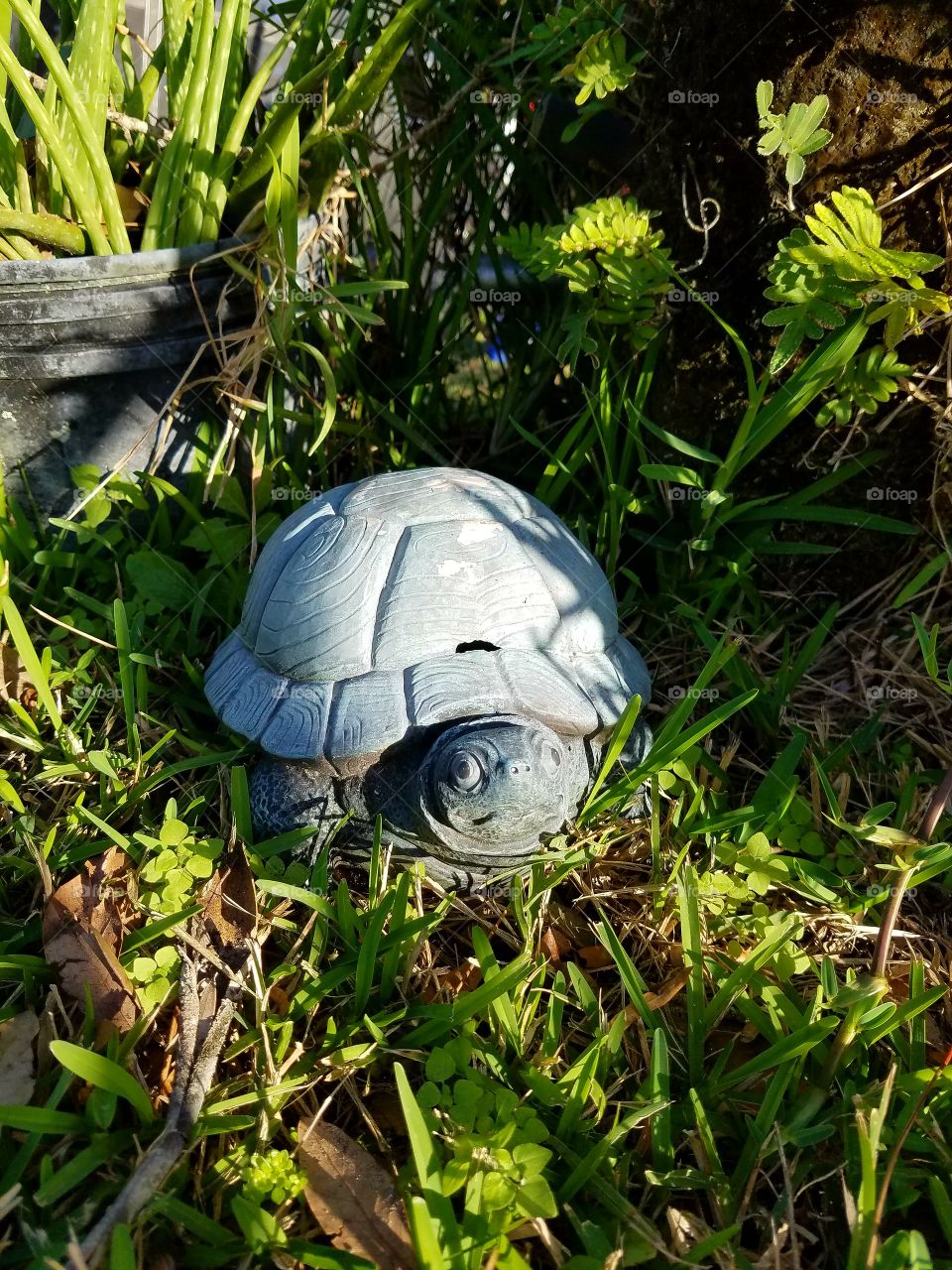 Turtle