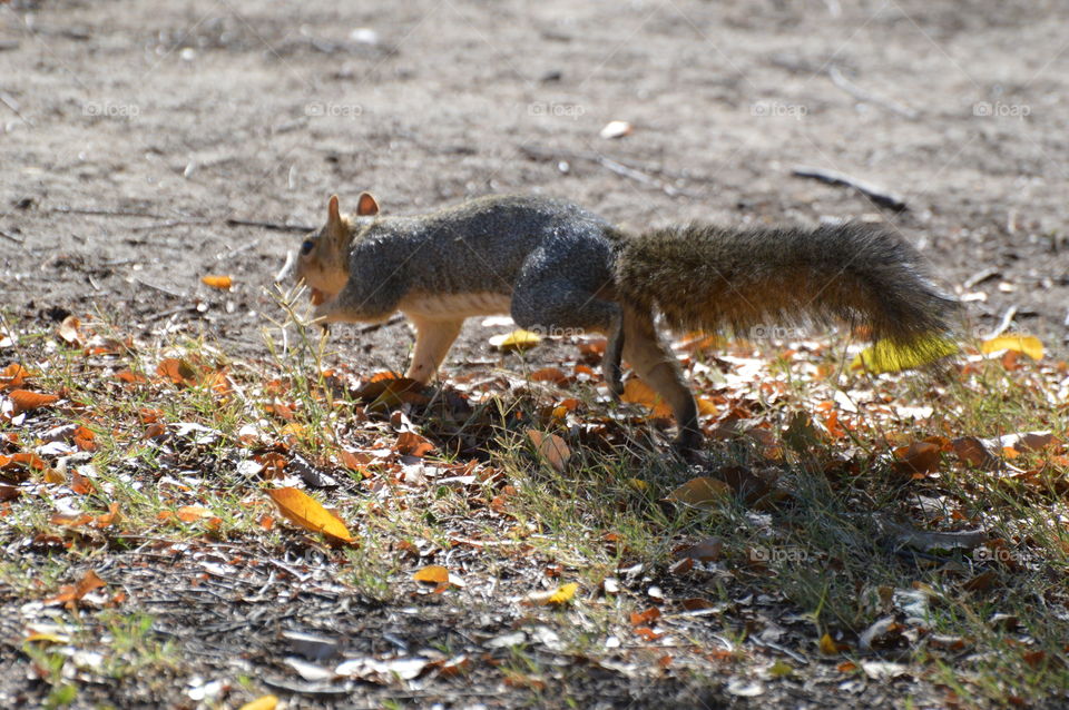 Autumn  squirrel gathering nuts for the winner