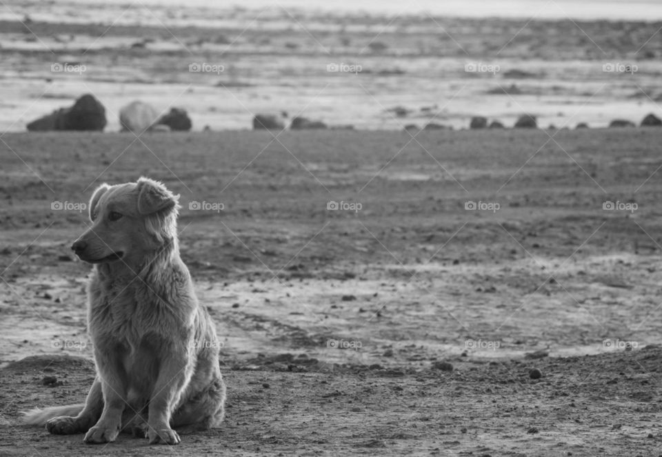 Dog in desert 