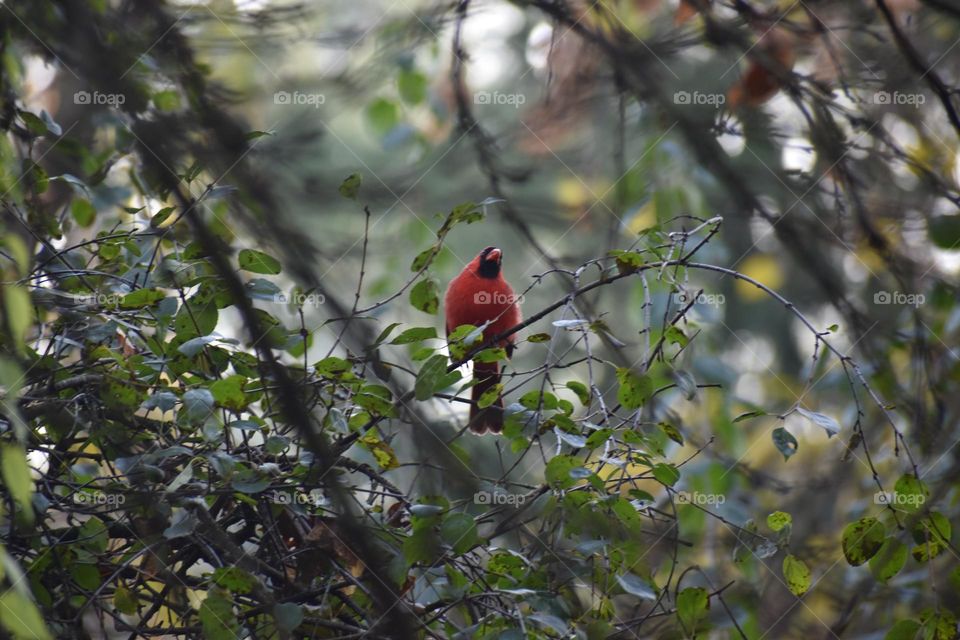 A cardinal looks from a green tree
