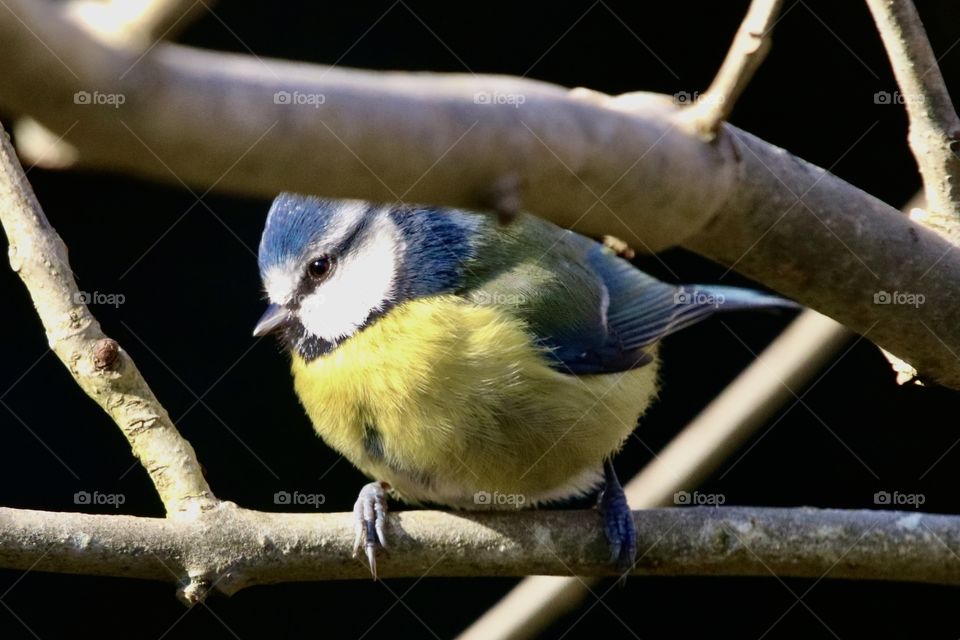 Blue Tit