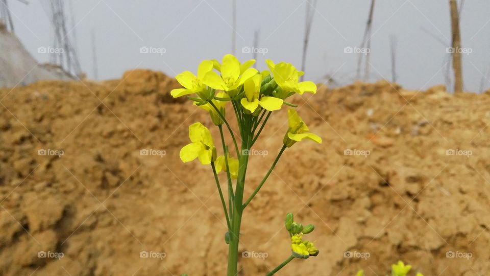 A beautiful scene of flowers and buds in the garden.