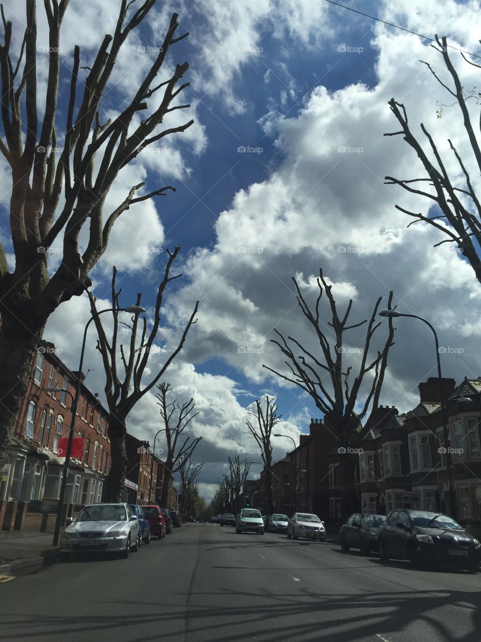 Tree lined street 