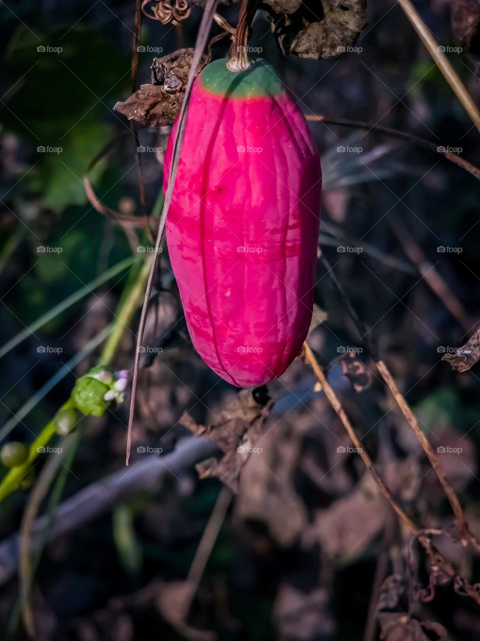 Vegetable on its growth stage in Magenta color