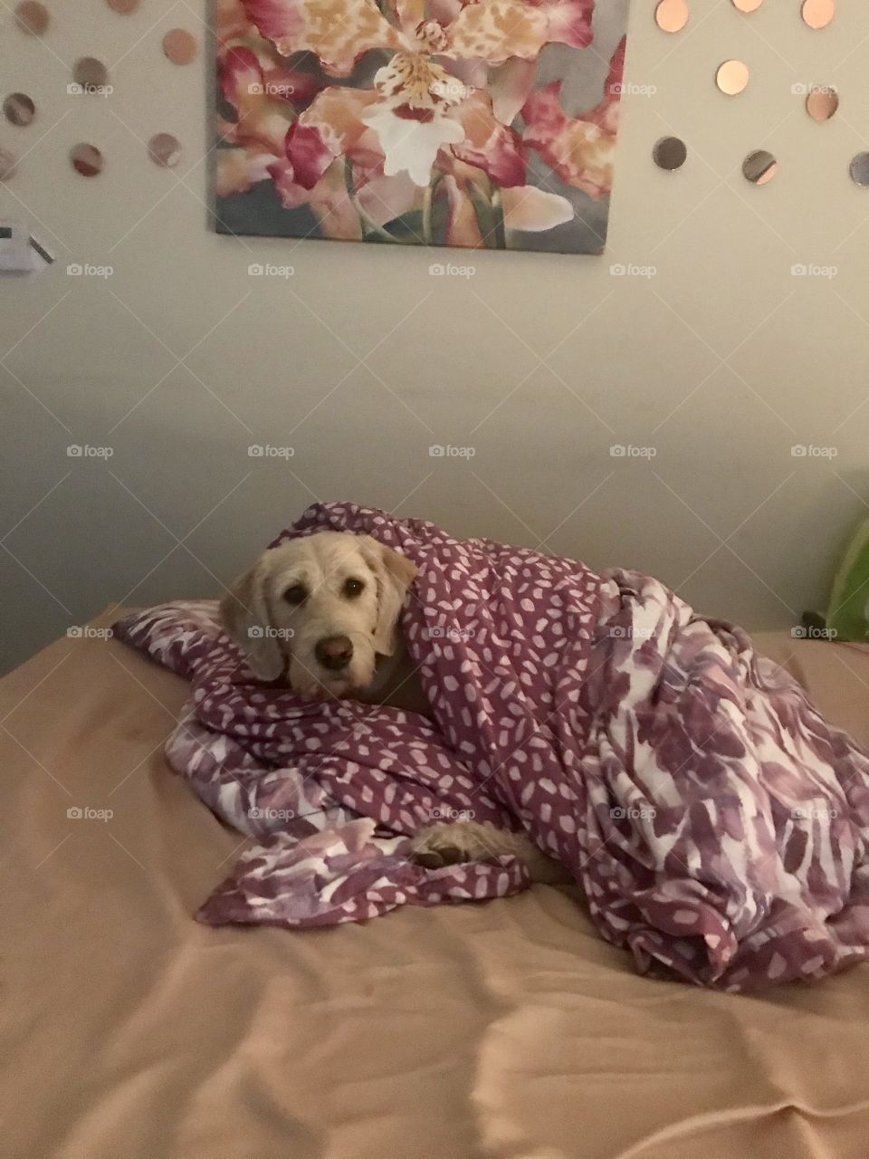 Marley doesnt want to get out of bed 