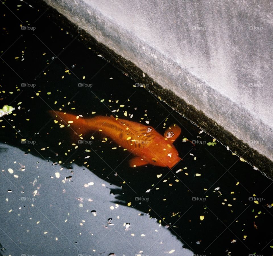 Goldfish swimming in a water duct at the Alamo 