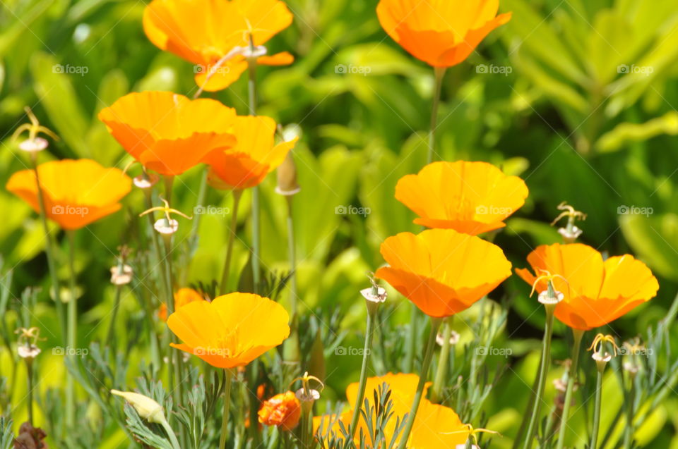 Wild field flowers