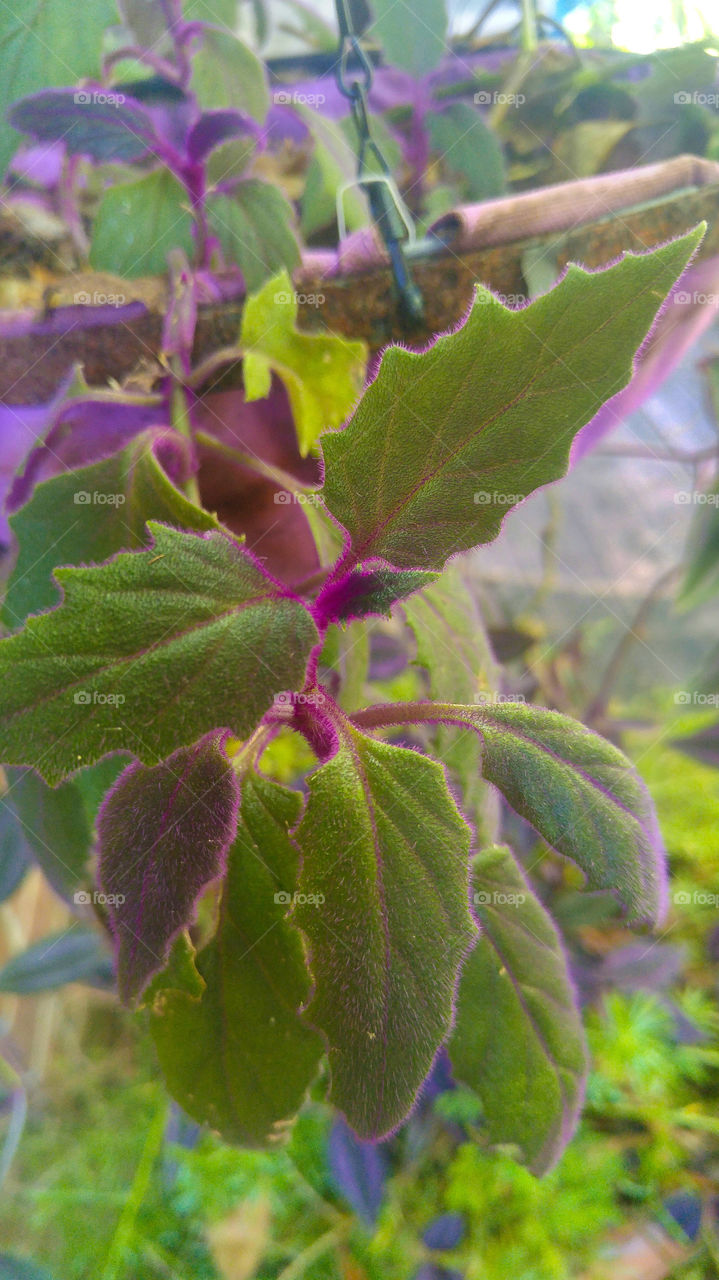 leaf close up