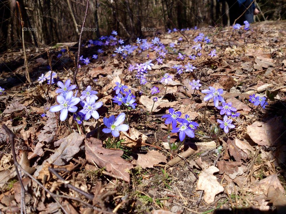 Hepatica 