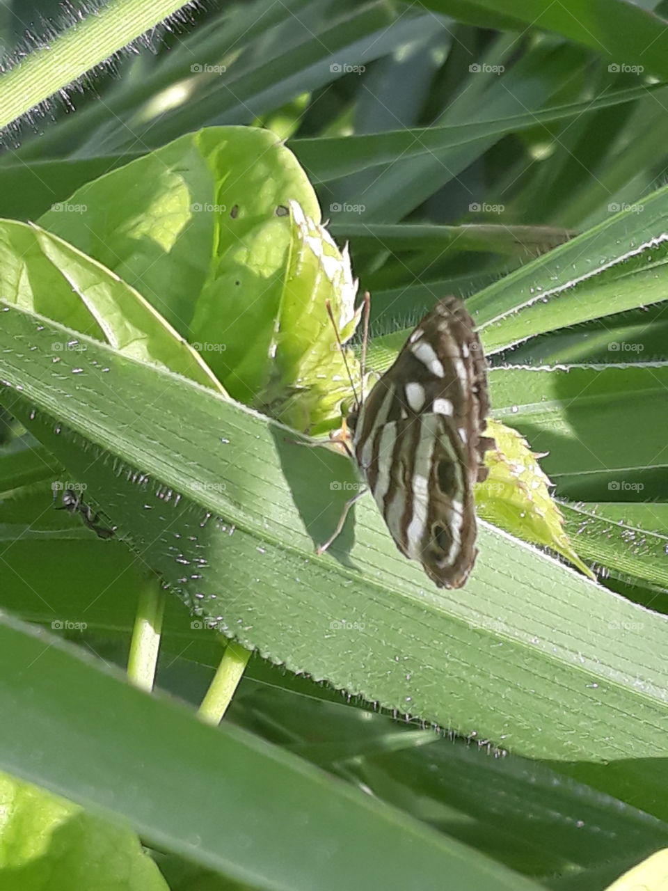 butterfly and elephant grass