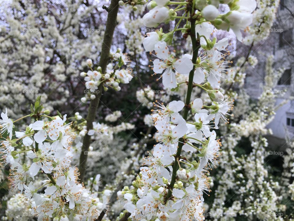 Cherry blossom in springtime