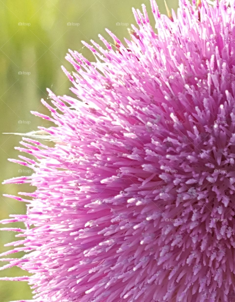 Closeup of a wild flower