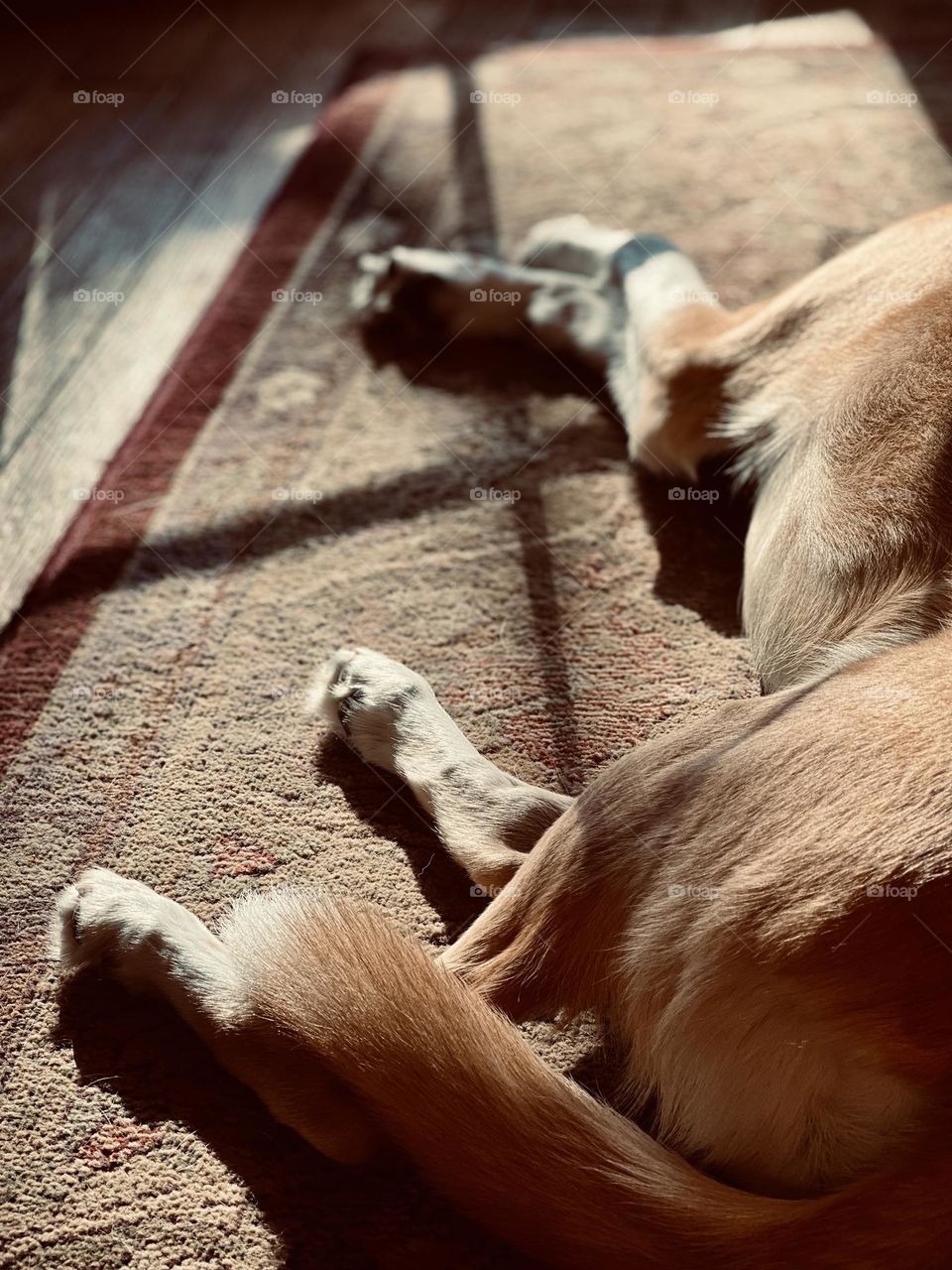 Pet dog cozy and laying down in the sunlight of a window. Window pane shadows fall across her on the rug.