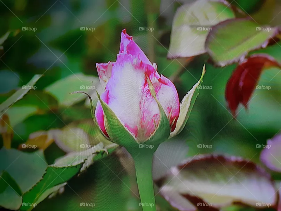 Rosa