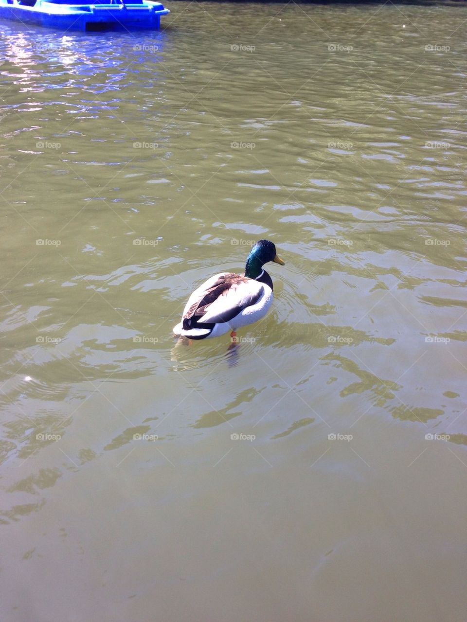 Duck