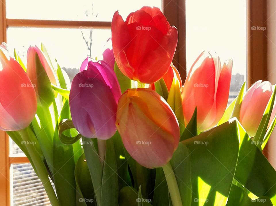 multi colored tulips in backlight