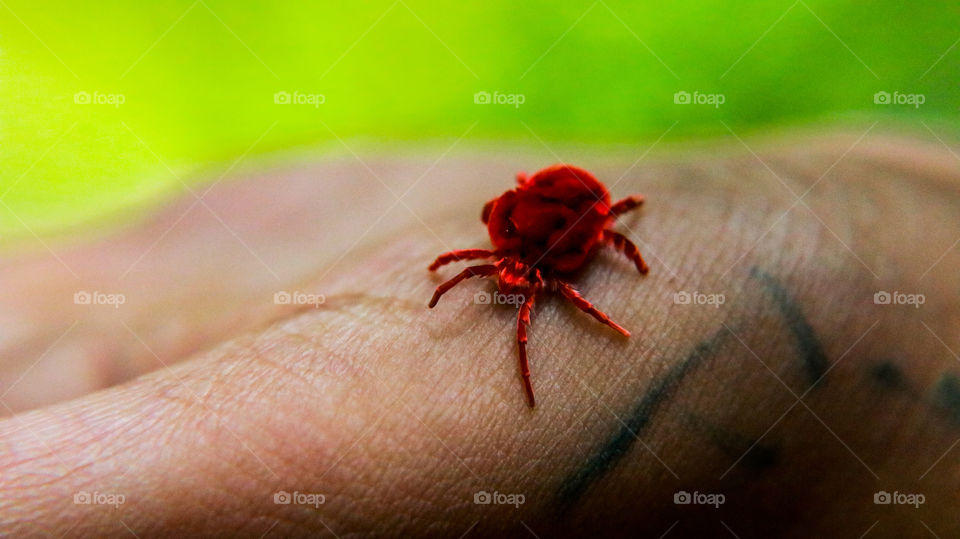 A Story of red velvet bug who remember me my old memories...#macro