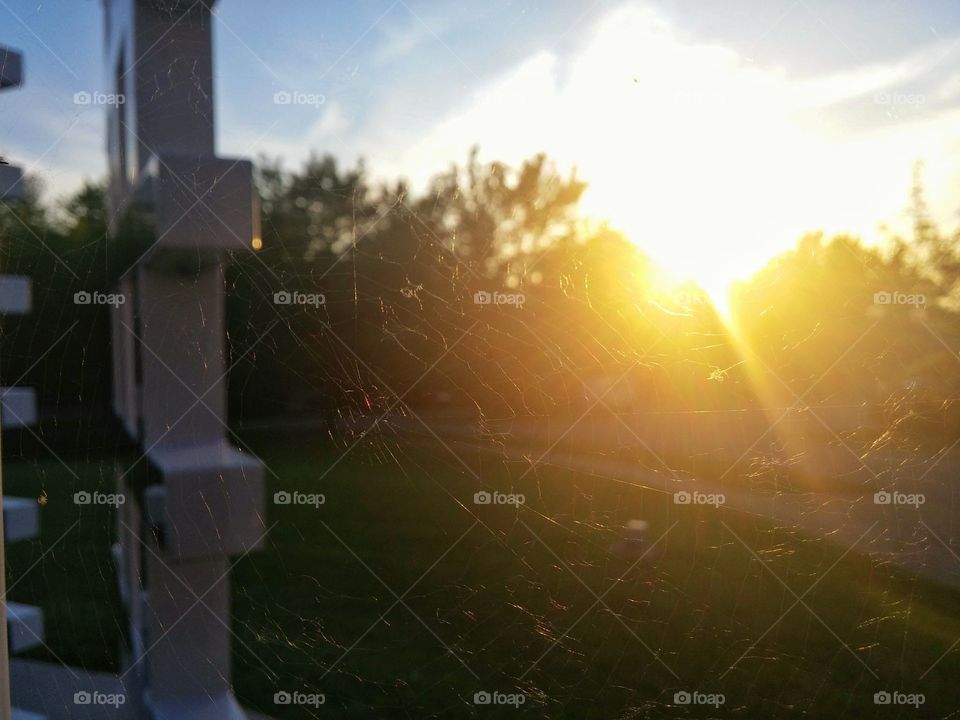 Sun hits spider web