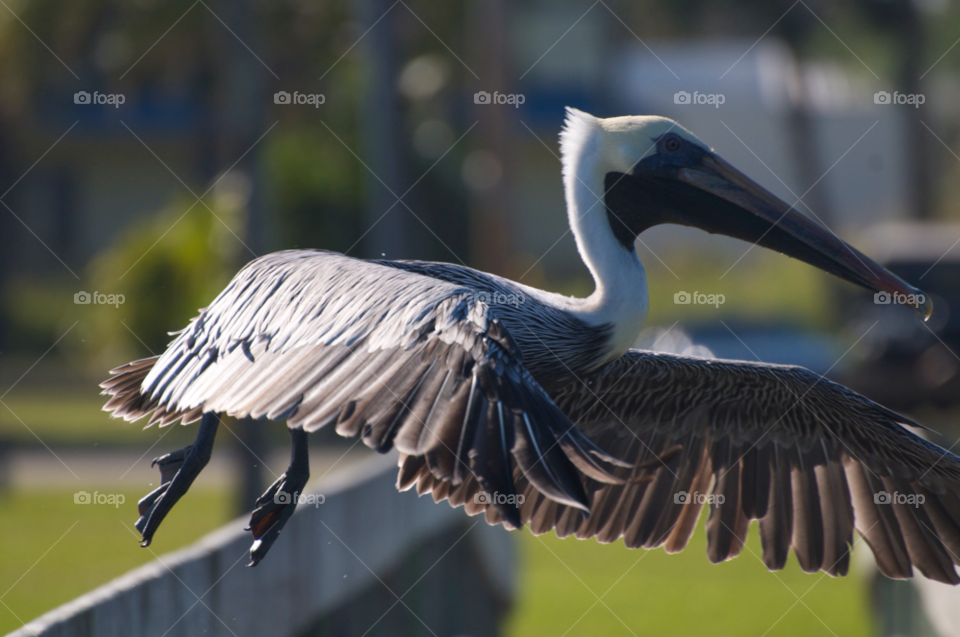 florida flying pelican taking flight by cwassi