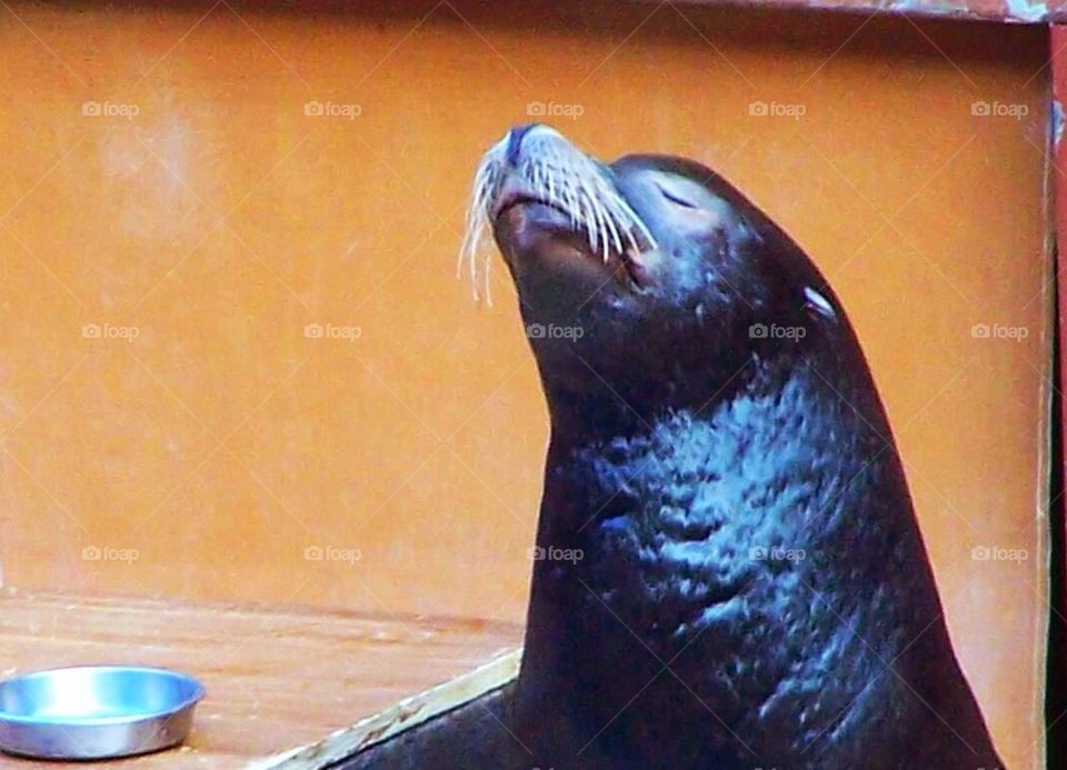 Seal Snob