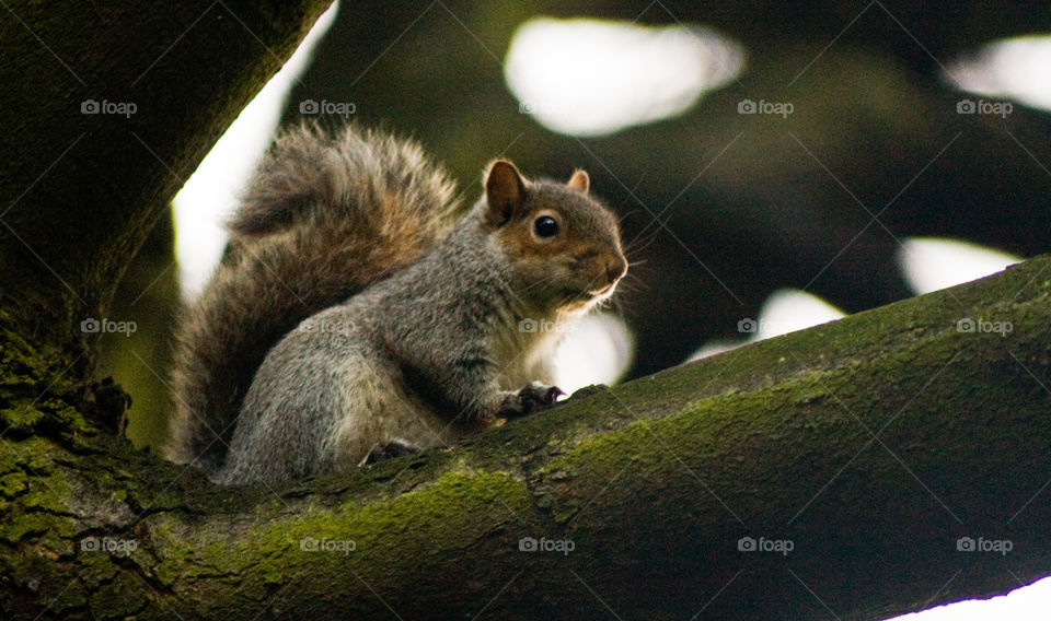 Squirrel on a tree
