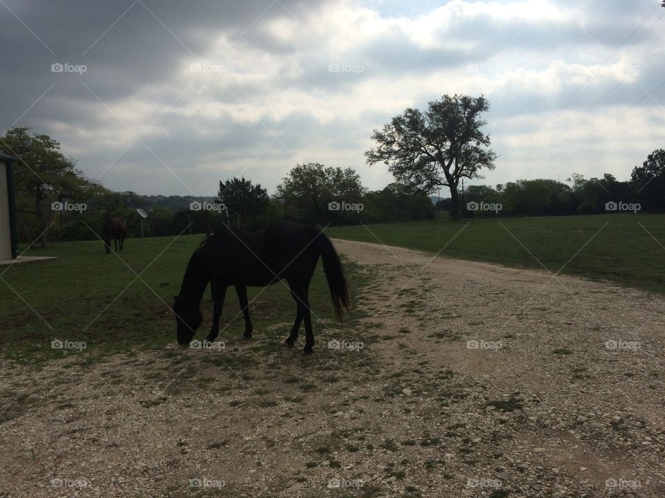 No Person, Horse, Landscape, Outdoors, Mammal