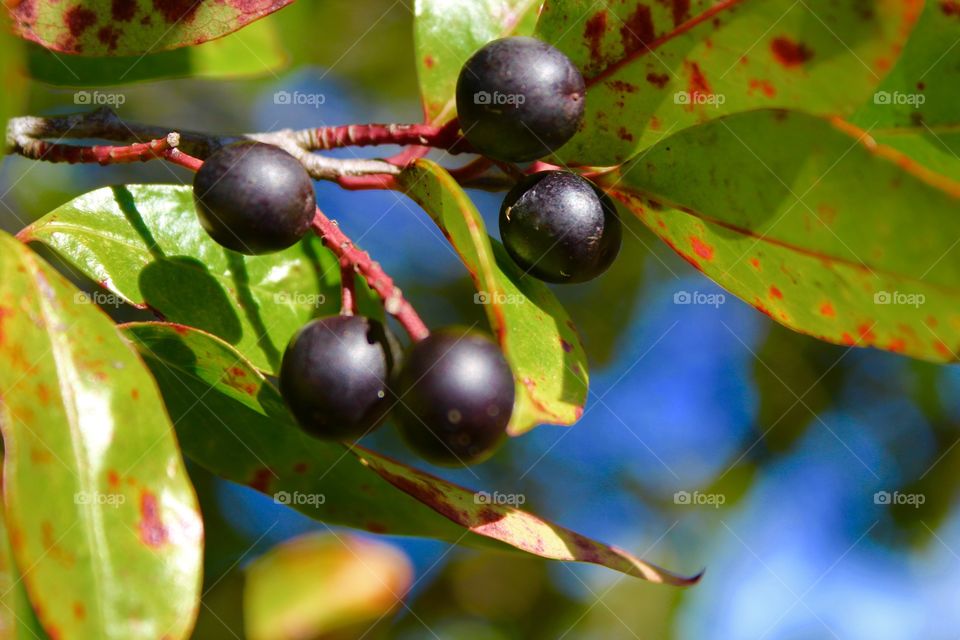 Wild berries 