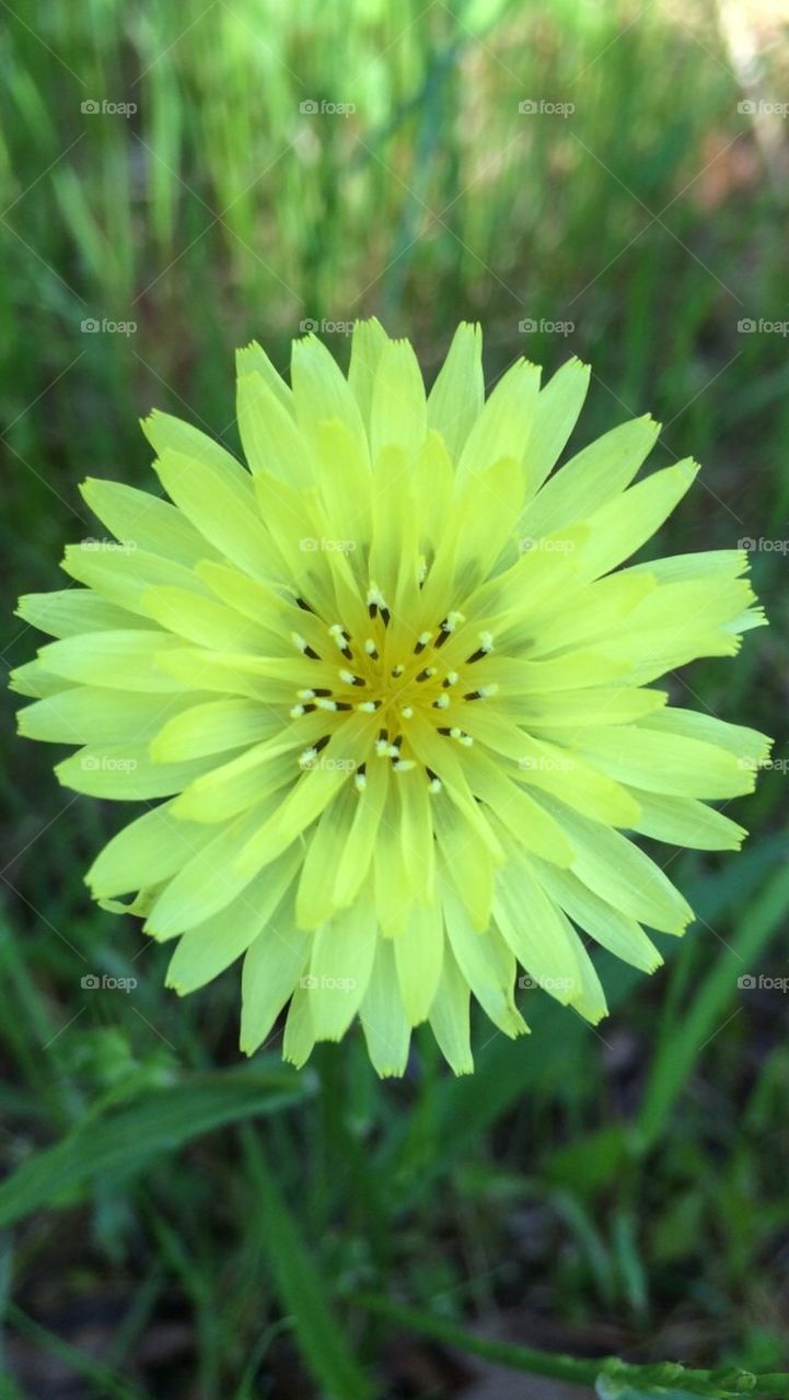 Dandelion flower