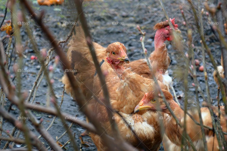 chickens in the village in autumn