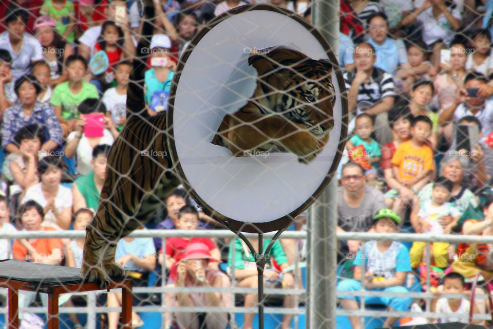 tiger blind jump. a tiger jumping through a hoop with paper inside in the shanghai wild animal zoo in china.