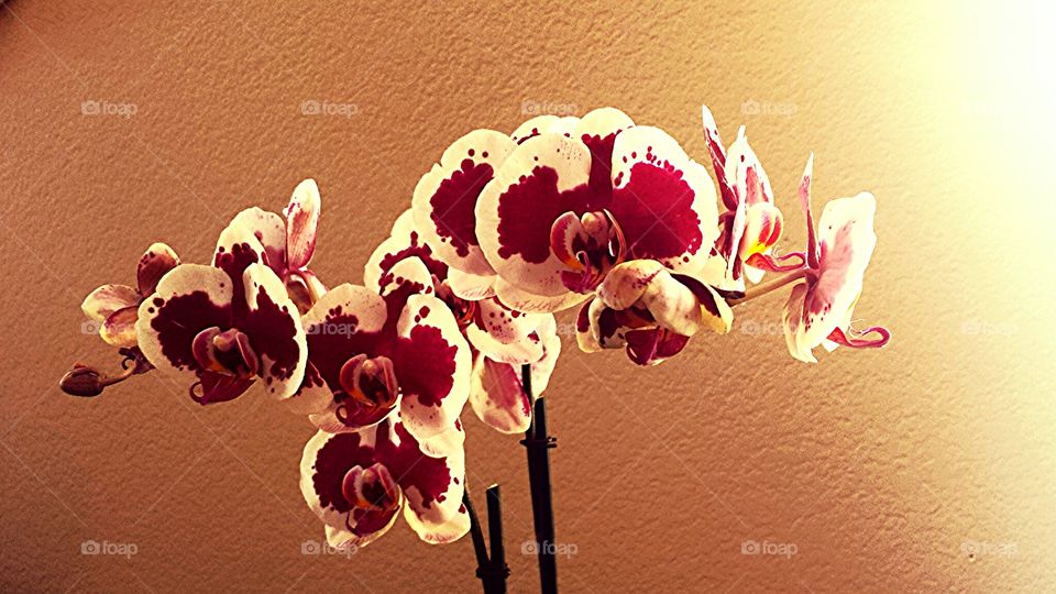 Beautiful Orchid. Shot at home as birthday gift