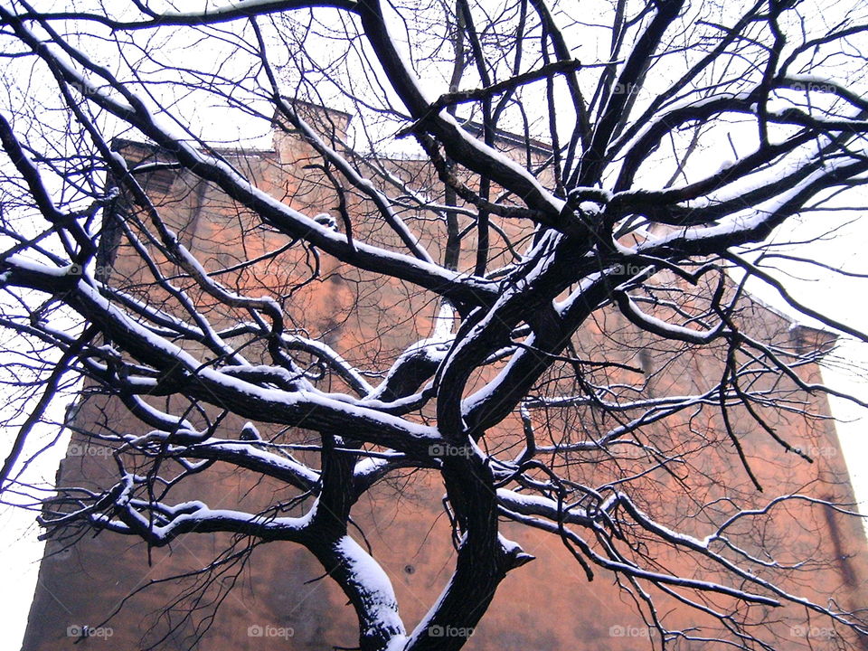 Winter Tree with Building 