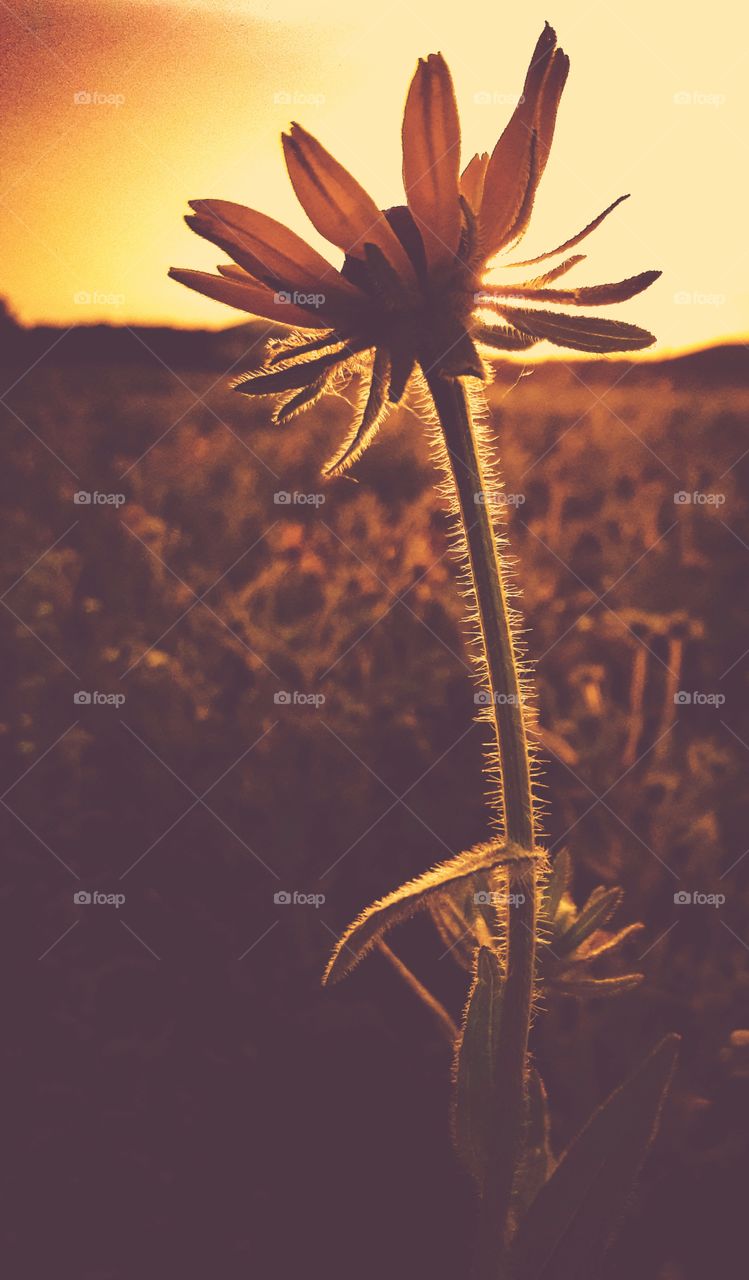 A wild Blacked Eyed Susan. Silhouetted against the setting Sun. On a Minnesota evening.