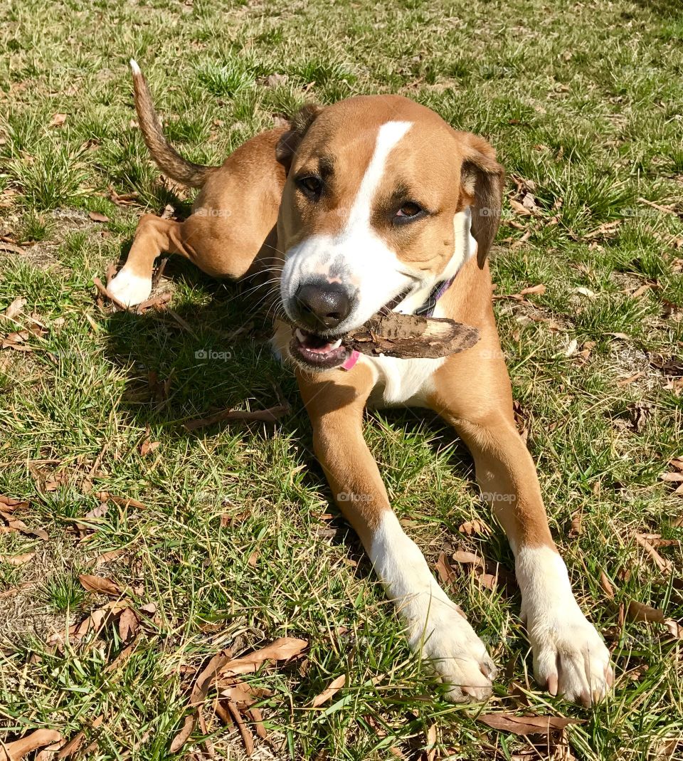 Dog Holding Stick