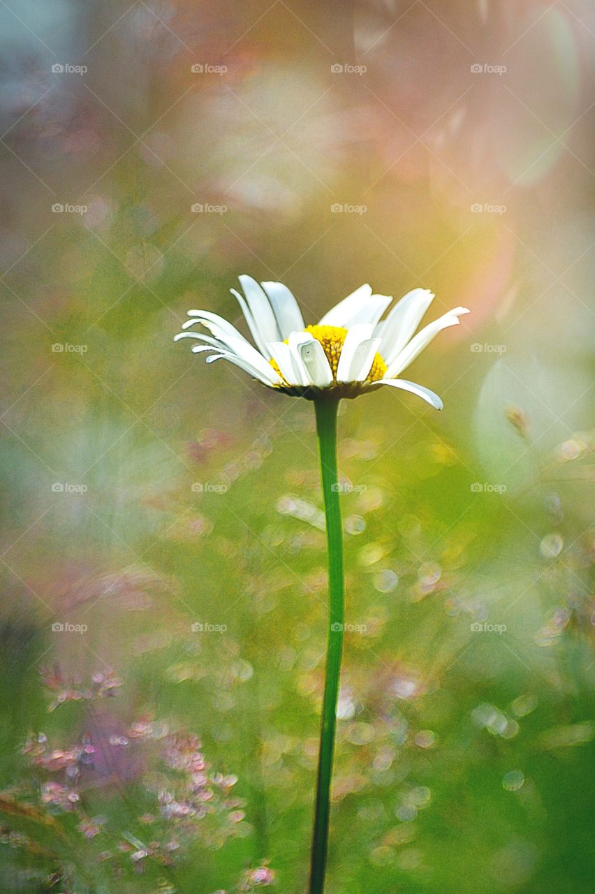 Close-up of a daisy