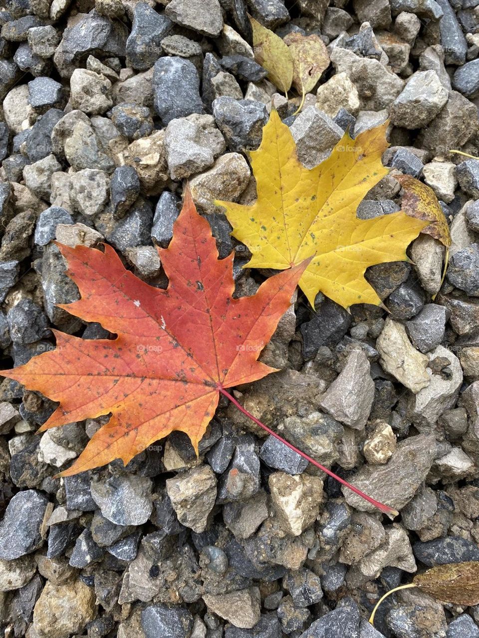 bright maple leaves on the stones