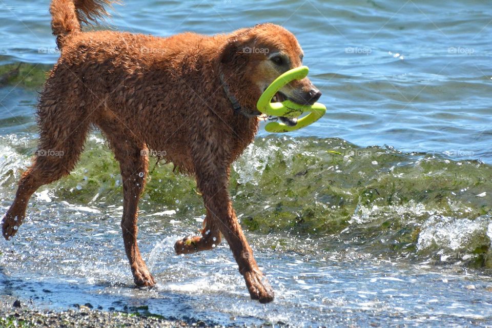 Dog with toy in the ocean