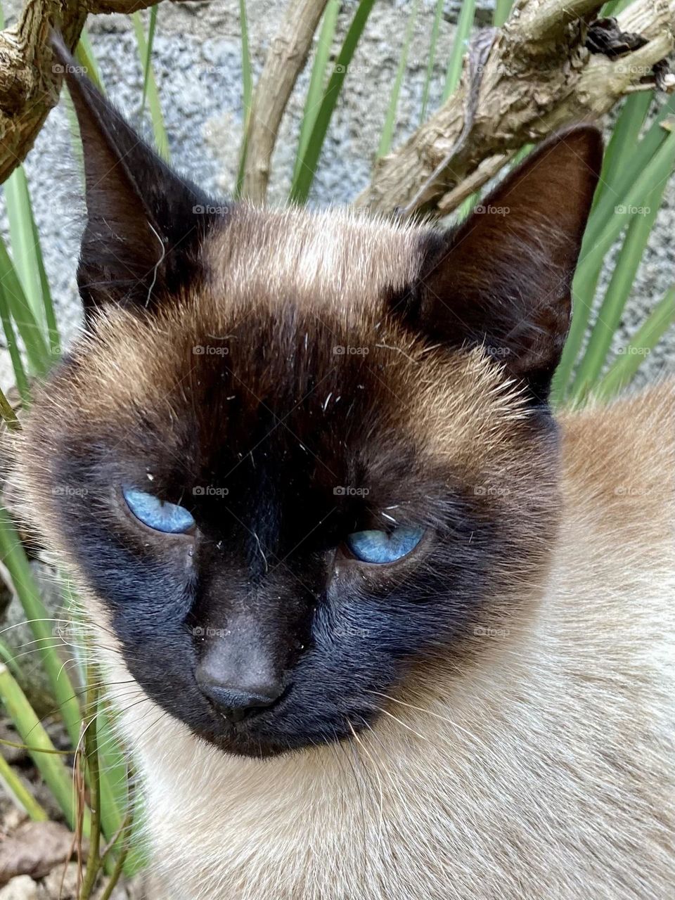 🇺🇸 Mimi the cat and her suspicious look… what could this animal have been up to? 🇧🇷 O gato Mimi e o seu olhar desconfiado… o que será que esse bicho aprontou?