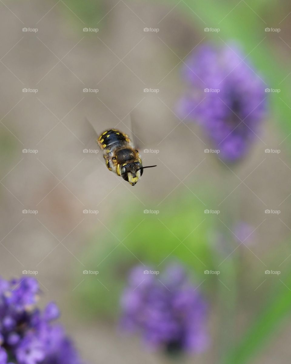 European wool carder bee in flight