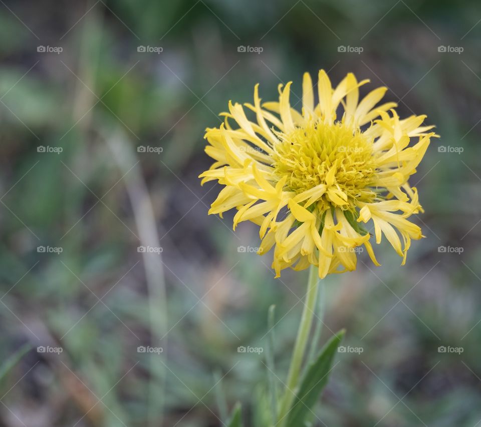 Spring time with colorful flower in the garden