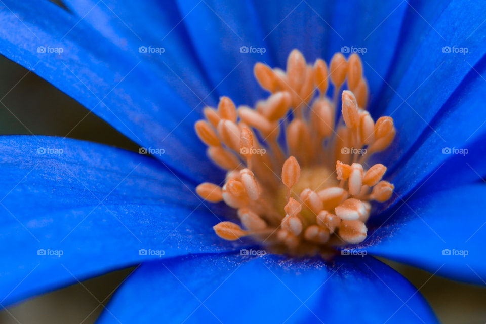 Blue and orange color flower 