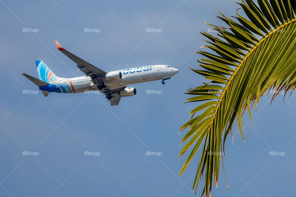 Airplane against blue sky background and palm leaf