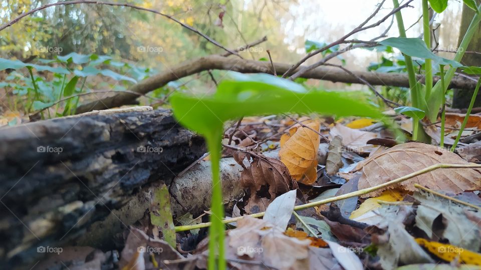 Estio otoñal, preludio de una nueva era?