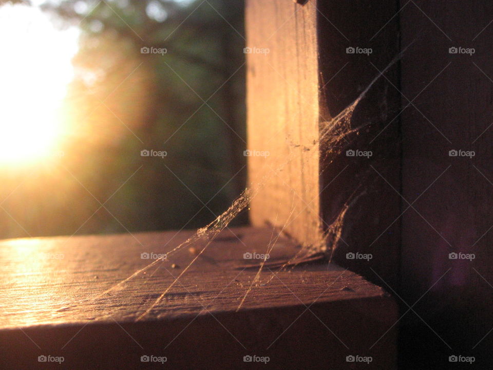 abandon web on a dusky morning