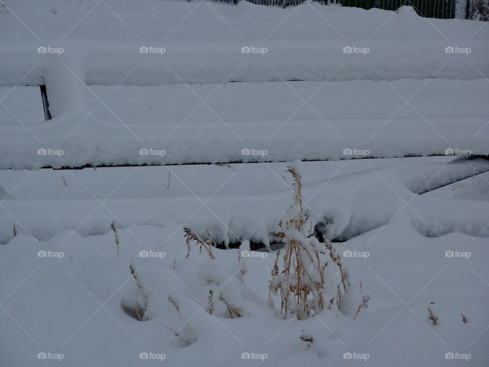 Snow Laden Fence
