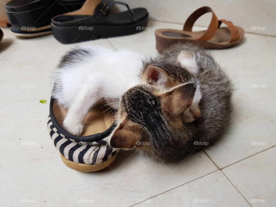 kitten in the shoe
