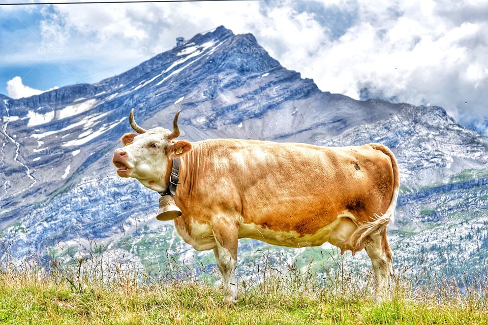 Cow in the mountain